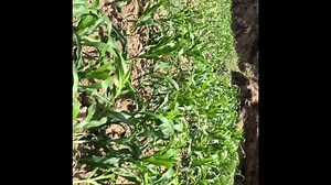 5.3K views · 160 reactions | फौजी किरा ARMY WORM | Nakkhu Seeds Nakkhu seeds | Facebook