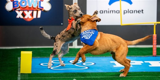 Not just pups this time: ‘Puppy Bowl’ embraces older dogs