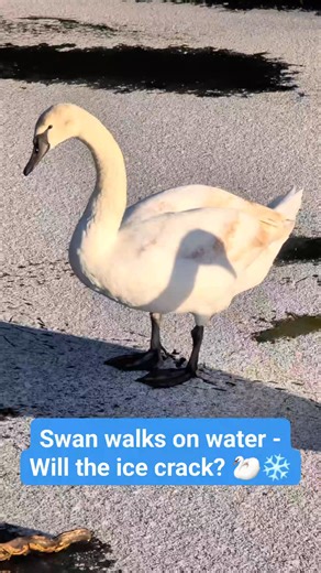 🦢❄ SWAN WALKS ON WATER – WILL THE ICE CRACK? 🦢❄ A swan walks across the ice-covered surface of the Grand Western Canal, including over a light dusting of snow. Will the ice crack as the swan continues its journey? It was one of two swans standing on the ice and snow near Tidcombe Bridge in Tiverton yesterday afternoon. #Ice #Snow #Swan #Swans #GrandWesternCanal #Canal #Tiverton #Devon | Discovering Devon, Somerset and beyond
