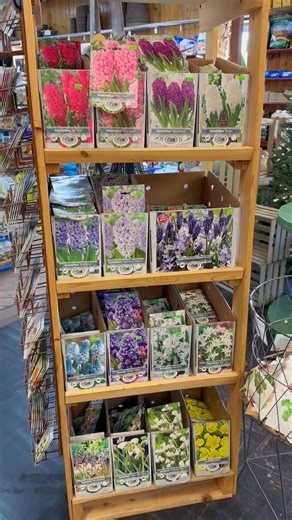 34K views · 2.2K reactions | Bulbs are 30% off!!  We ship, so if you see anything you like, just call and ask for Robyn! 541-889-9109 (FYI, if you go back a few videos, you’ll see where I posted a video where I slowly went over everything we have. That will be the best way to see if there is anything you can’t live without!) #bulb #sale #spring #blooms | Andrews Seed Co. | Facebook