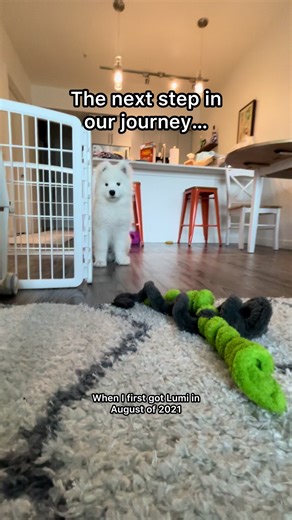 Training Lumi: Becoming a Therapy Dog Journey