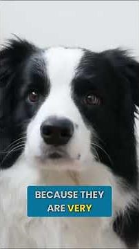 The Truth About Owning A Border Collie