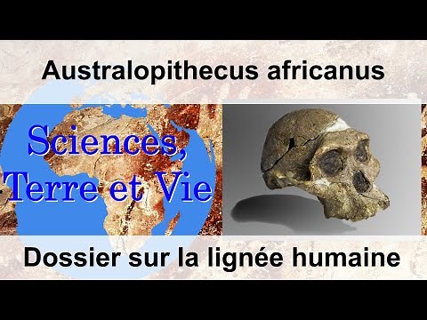 Australopithecus africanus
