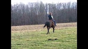 Shenango Morgans CABALLO'S BLACK HEYOKA "BUDDY" with Trainer Gary Hostetler up! Buddy now resides in Rolling Hills, California. | I Love Morgan Horses
