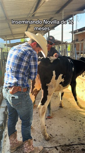 Inseminando Novilla de 12 meses de ganadería el arrayán #campo#zootecnia#holstein#rancho