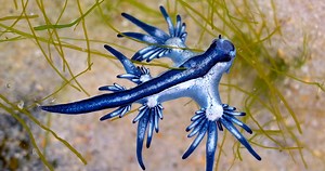 Officials Are Warning Beachgoers After Sea Creatures With Dangerous Sting Wash Up At Texas Beach