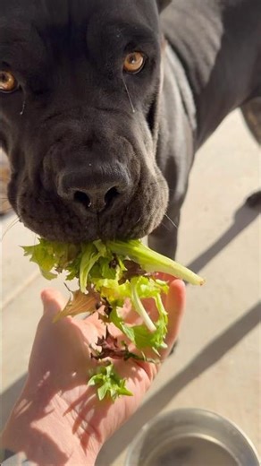 120lbs of Pure Muscle vs. Organic Spring Mix 🥬😳 My Apex Predator is BROKEN #canecorso #funnydogs