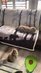 🐾 Meet Your Purr-fect Companion! 🐾Fall in love with our adorable, fluffy Persian kittens raised with love, care, and royalty treatment 💕 Whether you’re in California, New York, Texas, Florida, Illinois, Georgia, or any U.S. city your dream kitten is just a click away!📍Looking for Persian kittens for sale near you? We ship safely across Los Angeles, Houston, Miami, Chicago, Atlanta, Phoenix, Charlotte, Nashville, Seattle, Denver, and more! ✈️👑 These purebred beauties are not just pets they’r