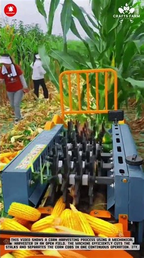 Corn Harvest Machine: Mechanical Cutting and Cob Collection in the Field