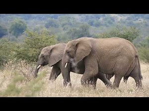 Mammal Species: Fascinating Diversity of Life on Earth