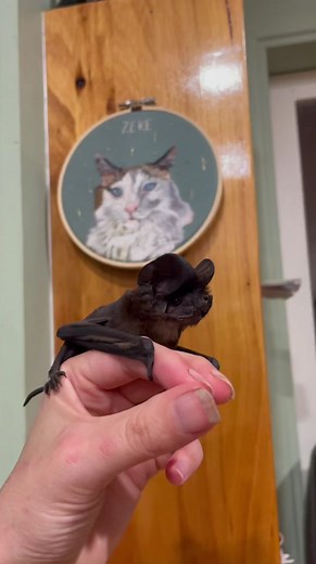 Microbat Wildlife Rescue in Queensland, Australia