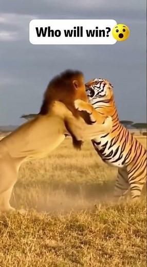$50,000 PREDATOR FIGHT 🤯 Lion vs Tiger Real Footage (Africa)