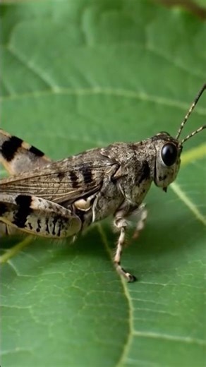 The pallid-winged grasshopper #insects #nature #grasshopper #shorts #rarespecies #