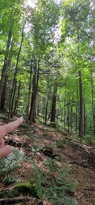 The Mohawk Trail State Forest has the greatest population of 150-foot tall trees in New England. With 72 trees (71 white pines and one white ash) measured to a height of 150 feet or more. The single tallest tree in New England, The Jake Swamp white pine stands 166.1 feet tall.(2004) The 18 statewide height champions are located here. The champion white ash of the Northeast, in 2004 measued at 151.5 feet, 15 white ash have been measured to heights of 140 feet or more. The heights of these trees t