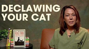Declawing is a very painful, IRREVERSIBLE procedure. Banned in many countries, just not here :( | Dr. Karen Becker