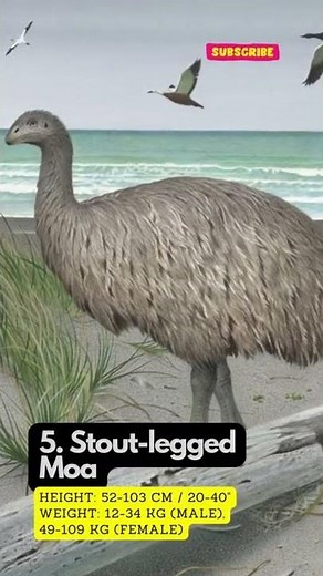 9 Moa Species of New Zealand (WORLDS TALLEST BIRDS) 🦒🐦