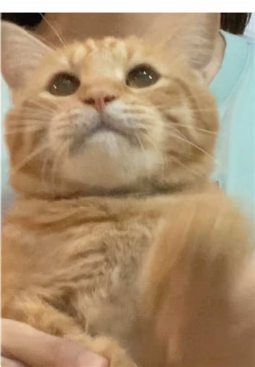 Dancing Orange Cat in Action