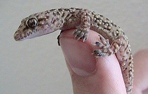 Asian House Gecko