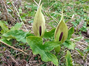 Arum maculatum - Alchetron, The Free Social Encyclopedia