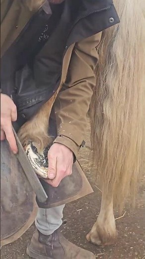 “What Happens During a Horse Hoof Trim?”