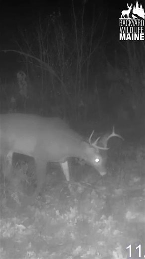 7-Point Buck in the Full Moonlight 🌕🦌