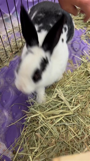 4.8K views · 56 reactions |  Meet Zebra Cake – the sweetest treat...