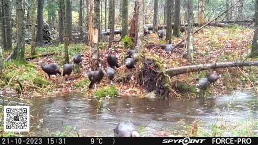 Voici la vidéo que j’ai capté en forêt, sur lequel j’ai dénombré le plus grand nombre de dindons sauvages. 𝐕𝐨𝐮𝐬 𝐜𝐡𝐚𝐬𝐬𝐞𝐳 𝐥𝐞 𝐝𝐢𝐧𝐝𝐨𝐧 𝐬𝐚𝐮𝐯𝐚𝐠𝐞 𝐥’𝐚𝐮𝐭𝐨𝐦𝐧𝐞❓ SPYPOINT-Canada #equipespypoint @spypointcanada | La chasse avec Charles Dorris