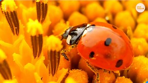100,000 ladybugs released to reduce pesticides at Vegas resort