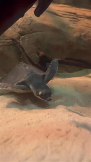 Meet the freshwater turtle that breaks all the rules 🐢💧 With a snorkel-like nose and flippers more suited to the ocean, the pig-nosed turtle is truly one of a kind! Found in rivers, lagoons and streams across Australia’s Northern Territory and New Guinea, this quirky reptile spends almost its entire life underwater. Unlike most turtles, the pig-nosed turtle can absorb oxygen through special fleshy bumps in its throat, helping it stay submerged for long periods. When it does need air, that pigg