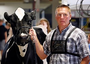 ‘A bikini contest for cows’: Inside the NYS Fair’s Dairy Barn show ring