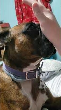 Boxer Dog Giving Kisses