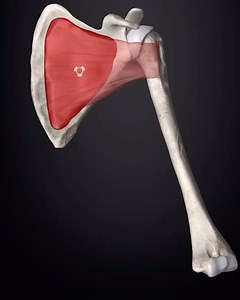 24K views · 34 reactions | Subscapularis Origin: scapula (costal...