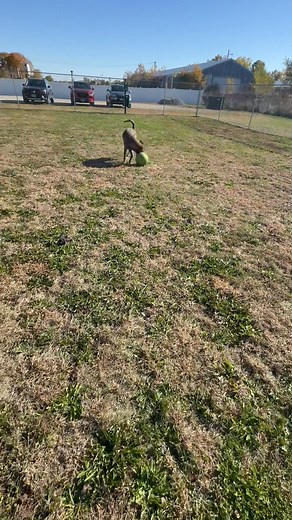 Our handsome young goofy boy Sven! What a sweet Dutch Shepard mix he is! Just a year old and already has learned cues and commands. He has never known a home. He was adopted as a pup to be a truck driving pet. When he got too big, he was dumped at a kill pound. He hasn’t had a meet and greet since arriving!🥲 | Happy Tails