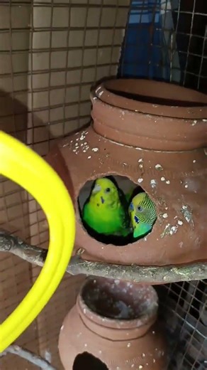 love bird eggs