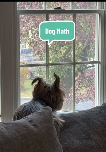 Dog Math #fyp #yorkie #dogmath #squirrelmath