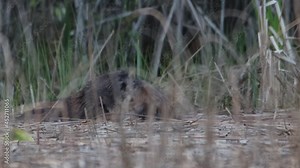 Close-up of beavers fighting and grabbing each other surrounded by reed in a lake