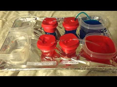 Pumping Heart Science Fair Project 5th grade