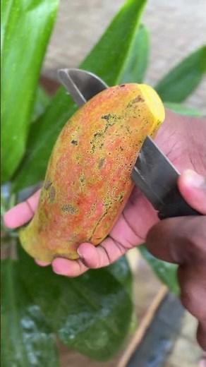 How to Cut a Mango Perfectly | Most Satisfying Mango Cutting Video 🥭 #satisfyingvideo