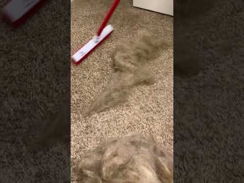 ✨Magic Pet Hair Remover – Clean Carpets in Seconds!🐶🐱#Dog#Dogs#DogLover
