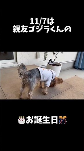 親友の誕生日🎂✨#ヨーキー #ヨークシャーテリア #yorkie #yorkshireterrier #癒し #元気になる動画 #可愛い #愛犬 #親友 #誕生日 #birthday #shorts
