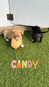 These puppies are just the thing to cure your sweet tooth! 🍭 Introducing the Candy Litter. Who knew candy could get even sweeter until now? 🍬🩵 Candy puppies and momma are available for adoption: https://www.milehighcanine.org/post/dogs/candy-litter-2 #puppies #puppylove #coloradorescuedogs #rescuedogsofinstagram #coloradorescue | Mile High Canine Rescue