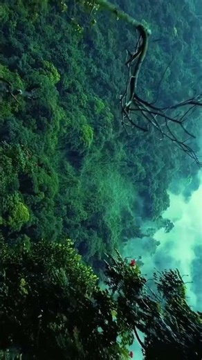 Amazon Rainforest: Dharti Ke Lungs | Duniya Ka Sabse Rahasyamayi Jungle 🌿🌍