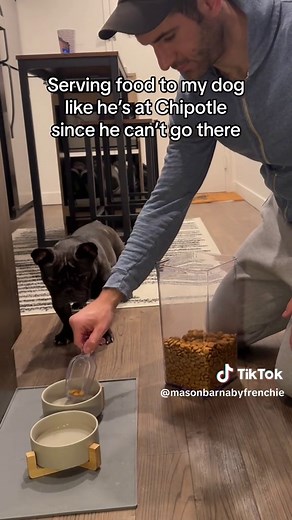 Authentic French Bulldog Experience: Frenchie Puppy Fun!