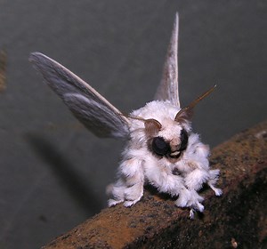 Picture of the Day: The Venezuelan Poodle Moth