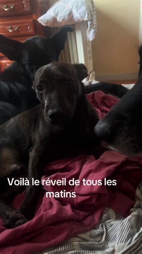 #tropmignon #dogsoftiktok ….mes bébé qui envahissent le lit au petit matin