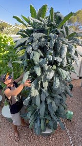The brassica vegetable family includes broccoli, cauliflower, cabbage, kale, Brussels sprouts, bok choy, collard greens, arugula, mustard greens, kohlrabi, kale, mizuna, romanesco, tatsoi, mizuna, and many more. All these crops thrive when vertical farming on aeroponic towers. #brassica #vegetables #farming #agriculture #gardening #hydroponics #aeroponics #verticalfarming | Agrotonomy Tower Farms
