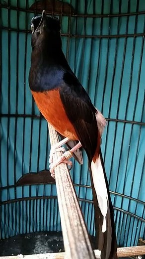 volume josss || murai batu Medan super gacor