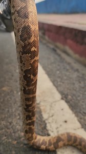 Common Sand Boa Rescue 🙏🐍❤️🌹 Please Follow me #highlightseveryone | Mobarak Snake Panchet