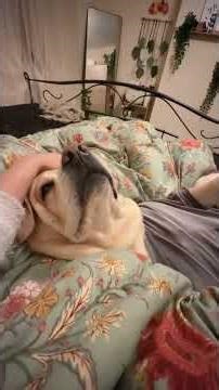 My Dog Took Over the Entire Bed 😂 | I Have No Space Left! #shorts