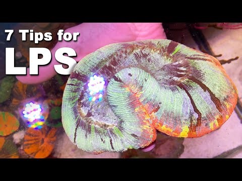 7 TIPS for keeping LPS CORALS + Nice REEF TANK